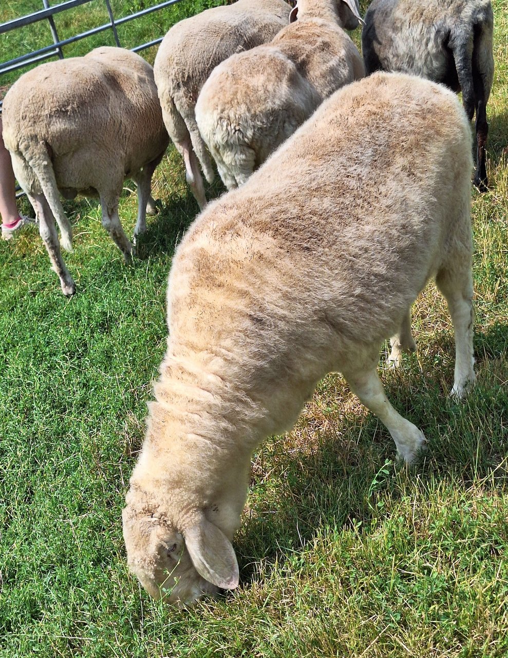 Die Schafe hier stammen überwiegend aus dem Tierschutz und es gibt viele verschiedene Rassen und Mischlinge.