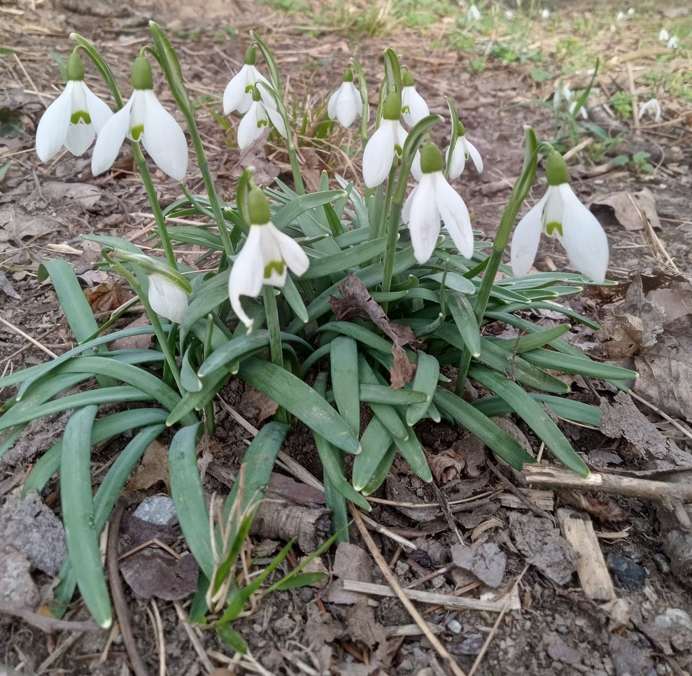 Was für ein schöner Ausflug zu Beginn des nahenden Frühlings.